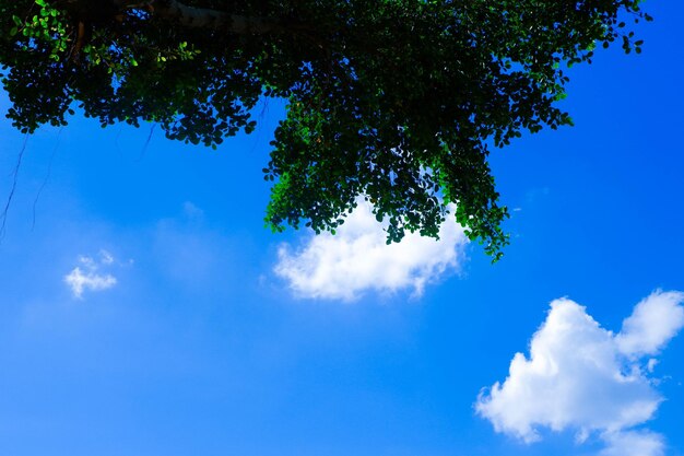 Low angle view of trees against blue sky