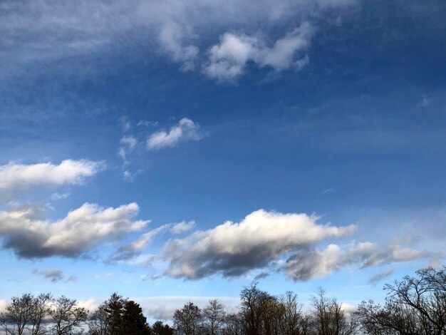 Low angle view of trees against blue sky