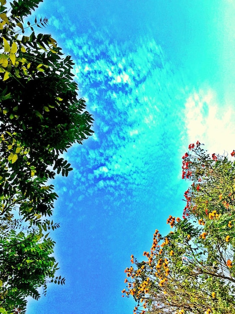 Low angle view of trees against blue sky