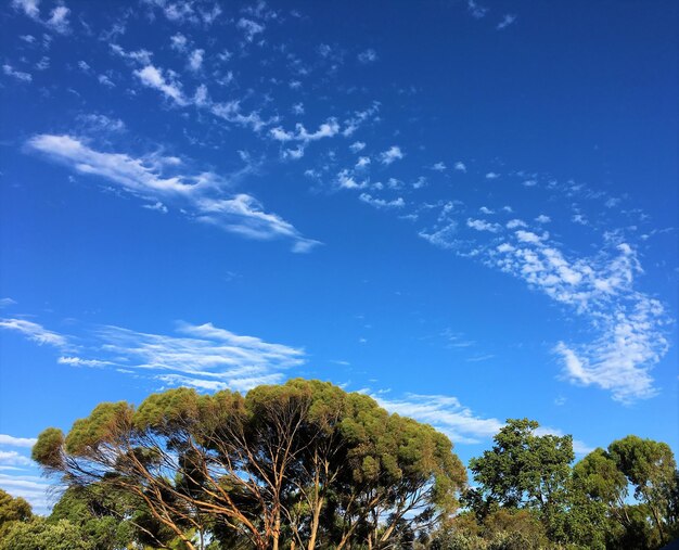 Low angle view of trees against blue sky