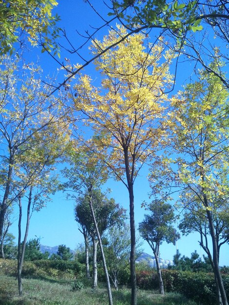 Low angle view of trees against blue sky