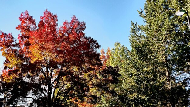 Foto vista ad angolo basso degli alberi contro il cielo blu