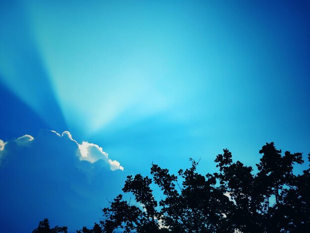 Low angle view of trees against blue sky