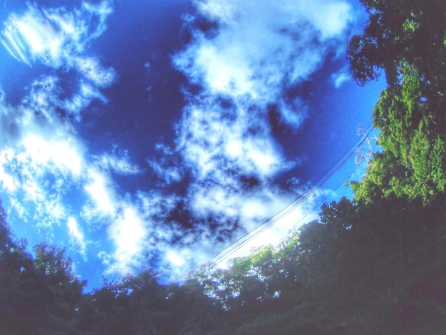 Photo low angle view of trees against blue sky