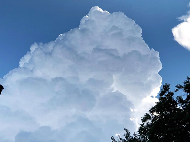 Low angle view of trees against blue sky