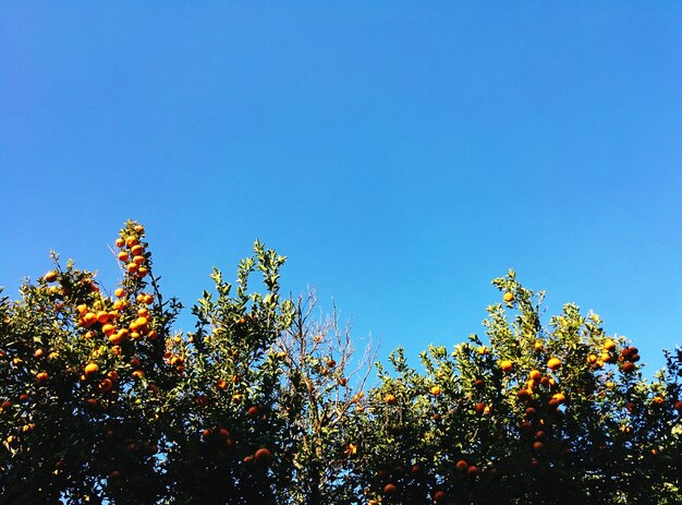 Low angle view of trees against blue sky