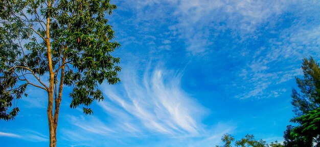 Low angle view of trees against blue sky