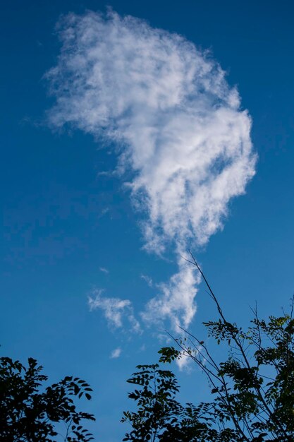 Low angle view of trees against blue sky