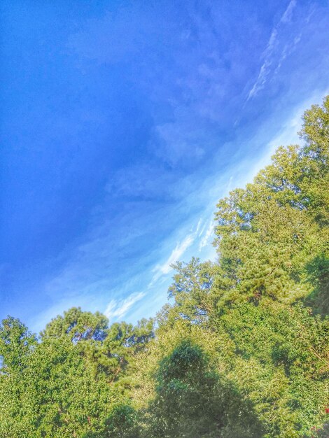 Low angle view of trees against blue sky