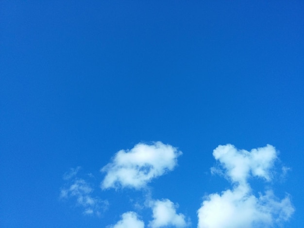 Low angle view of trees against blue sky