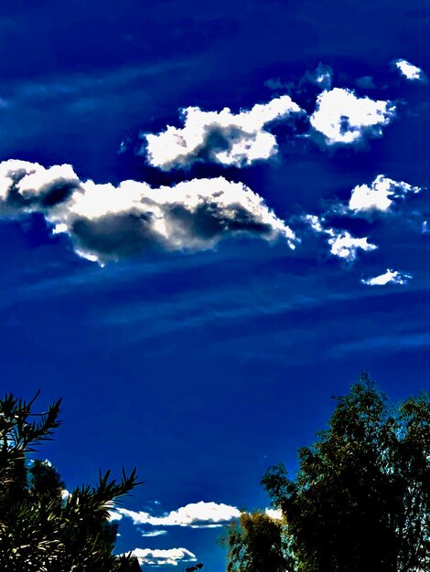 Low angle view of trees against blue sky