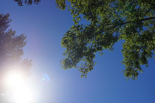 Low angle view of trees against blue sky