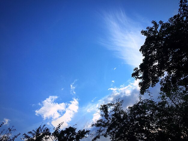 Low angle view of trees against blue sky