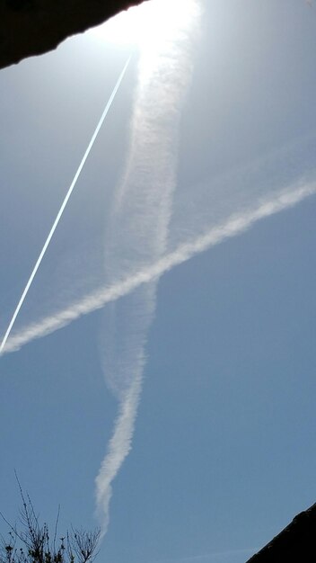 青い空を背景にした低角度の木の景色