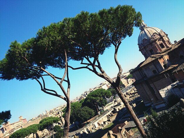 Low angle view of trees against blue sky