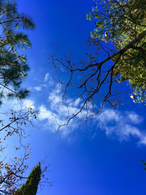 Low angle view of trees against blue sky