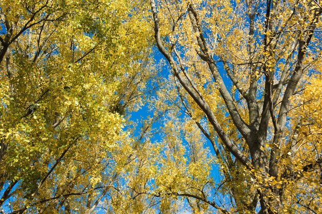 Photo low angle view of trees against blue sky