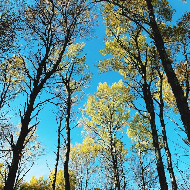 Foto vista ad angolo basso degli alberi contro il cielo blu