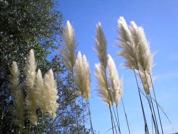 Low angle view of trees against blue sky