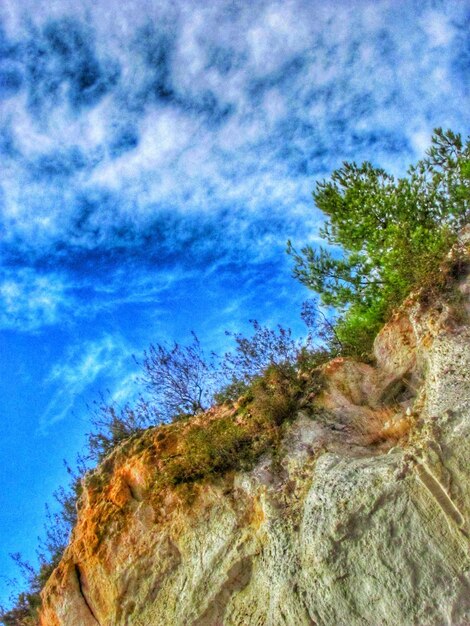 Low angle view of trees against blue sky