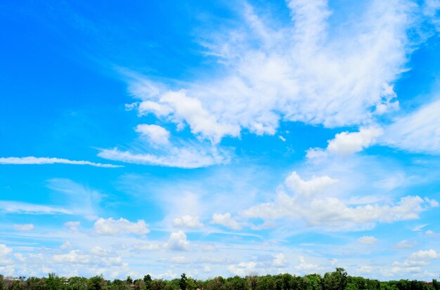 Low angle view of trees against blue sky