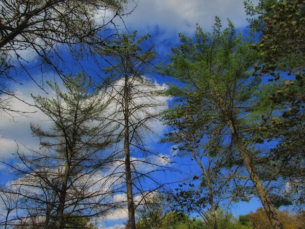 Low angle view of trees against blue sky