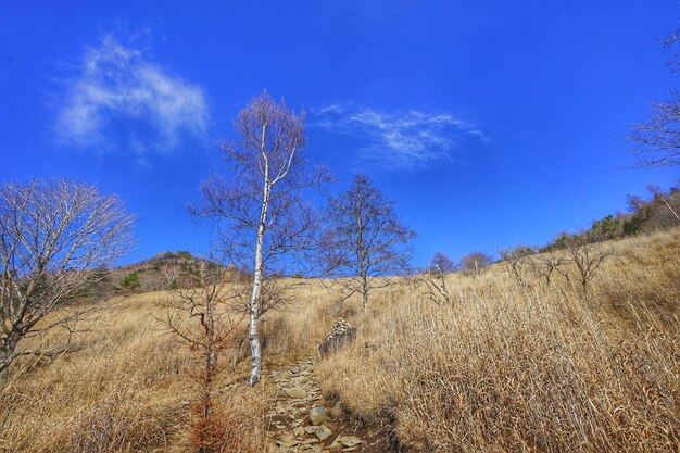 Low angle view of trees against blue sky