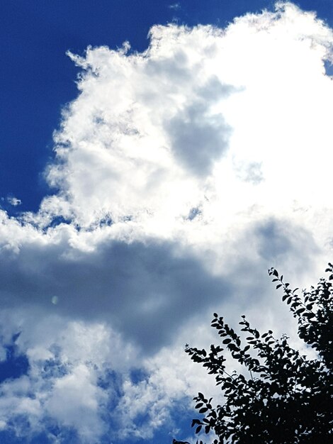 Foto vista ad angolo basso degli alberi contro il cielo blu