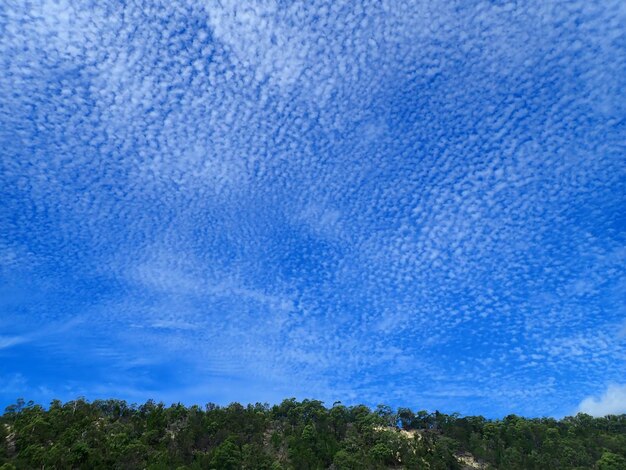 Low angle view of trees against blue sky