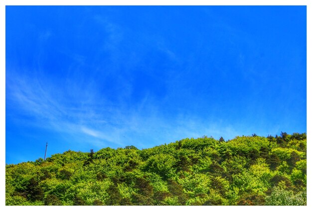 Low angle view of trees against blue sky