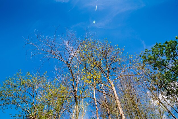 Low angle view of trees against blue sky