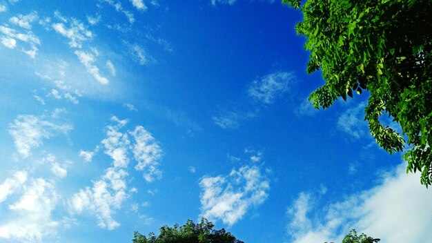 Low angle view of trees against blue sky