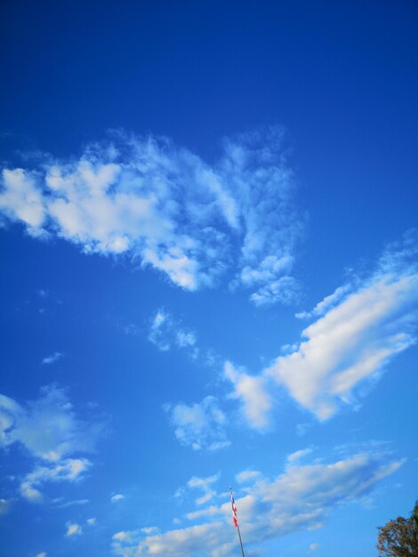 Low angle view of trees against blue sky