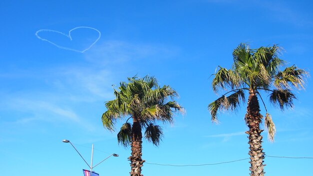 Low angle view of trees against blue sky