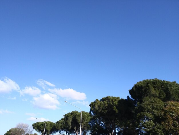 Low angle view of trees against blue sky