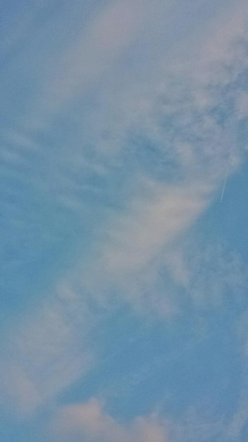 Foto veduta a bassa angolazione degli alberi contro il cielo blu