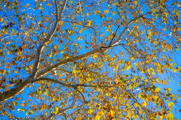 Foto vista ad angolo basso degli alberi contro il cielo blu