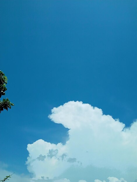 Low angle view of trees against blue sky