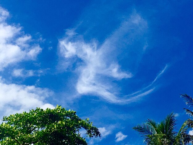 Low angle view of trees against blue sky