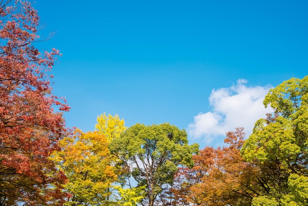 Low angle view of trees against blue sky