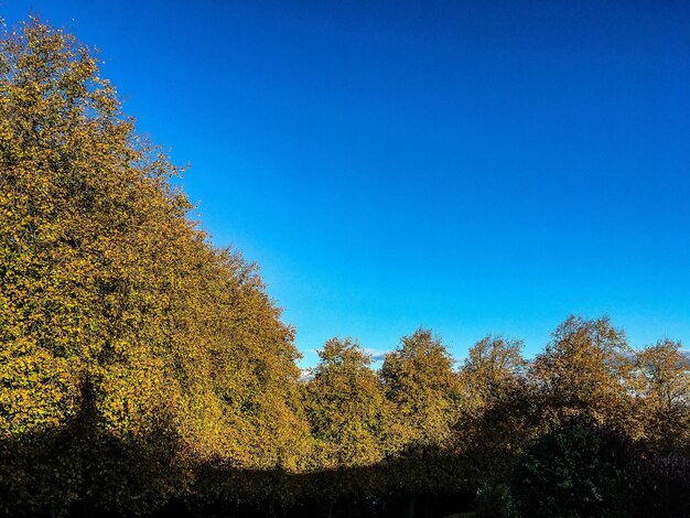 Low angle view of trees against clear blue sky