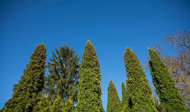 Foto vista ad angolo basso degli alberi contro un cielo blu limpido