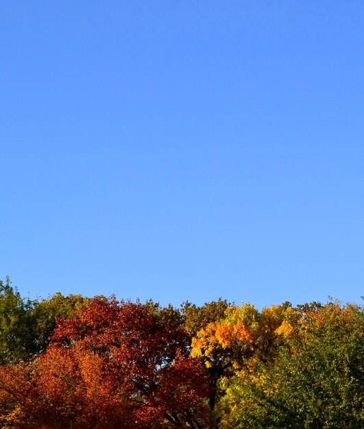 Low angle view of trees against clear blue sky