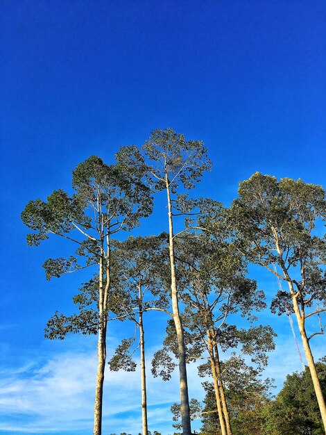 Low angle view of trees against clear blue sky