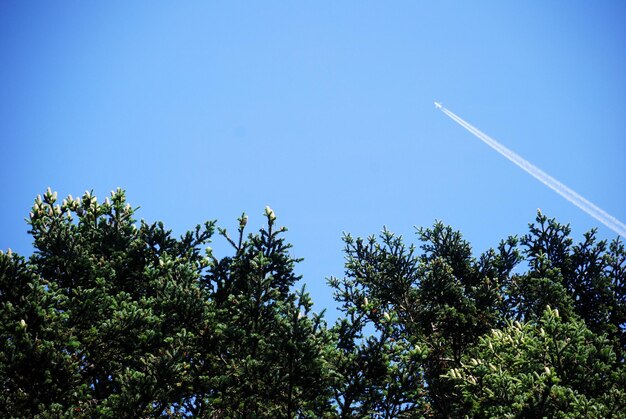 Low angle view of trees against clear blue sky