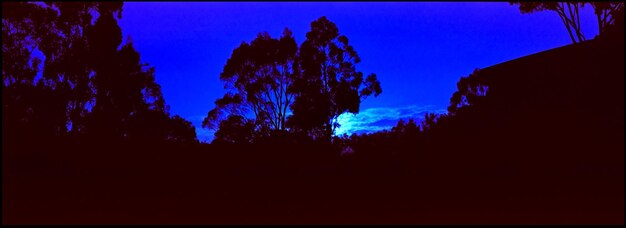 Low angle view of trees against clear blue sky