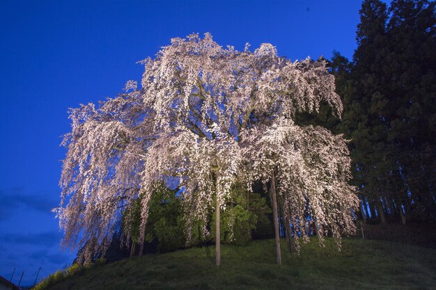 Low angle view of trees against clear blue sky