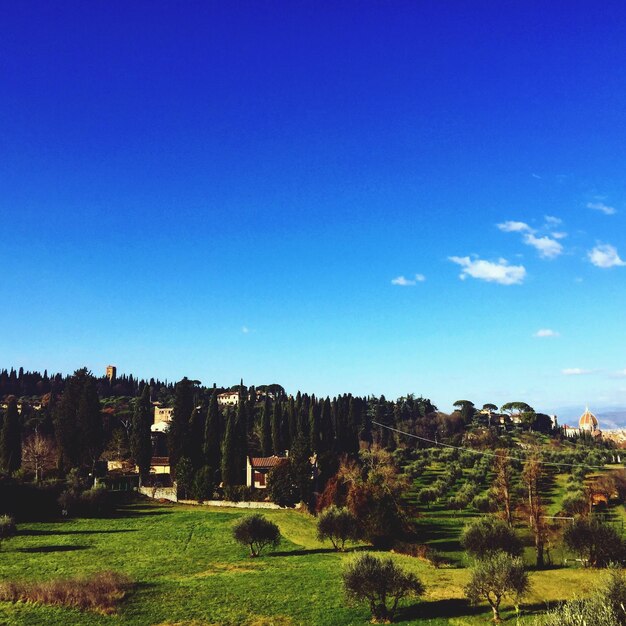 Low angle view of trees against clear blue sky