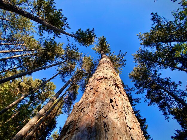 Photo low angle view of trees against clear blue sky