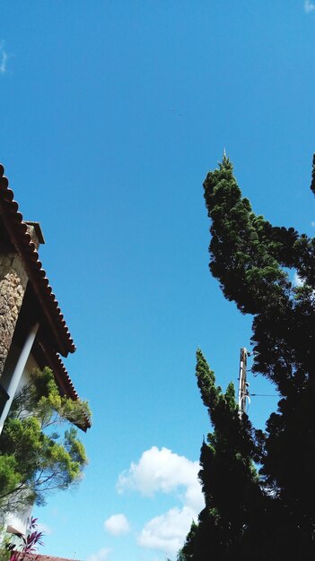 Low angle view of trees against clear blue sky